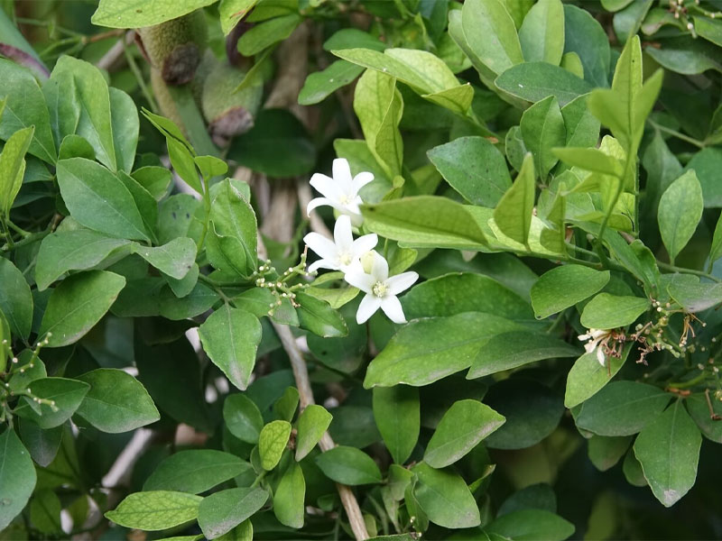 Gymnema Sylvestre Capsules