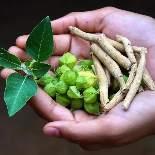 Ashwagandha Gummies Benefits: Natural Support for Stress, Sleep, and Energy